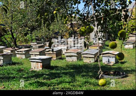 Ruches d'abeilles dans le jardin de Raznik Mouradyan, apiculteur à Vedi, un village dans la plaine d'Ararat, Artashat, Arménie, Eurasie Banque D'Images