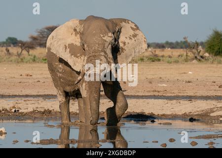 Éléphant d'Afrique (Loxodonta africana) au point d'eau, parc national de Nxai Pan, Botswana, Afrique Banque D'Images