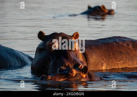 Hippopotame (Hippopotamus amphibius) dans la rivière Khwai, delta de l'Okavango, Botswana, Afrique Banque D'Images