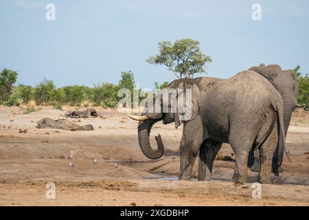 Deux éléphants d'Afrique (Loxodonta africana) buvant dans un point d'eau avec deux carcasses d'éléphants qui sont morts à cause de la sécheresse, Savuti, Chobe National P Banque D'Images