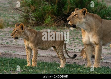 Lionne (Panthera leo) et petit, Savuti, Parc National de Chobe, Botswana, Afrique Banque D'Images