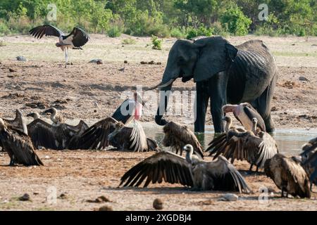 Vautours à dos blanc (Gyps africanus) et un éléphant d'Afrique maigre (Loxodonta africana) au trou d'eau, Savuti, Parc national de Chobe, Botswana, Afrique Banque D'Images