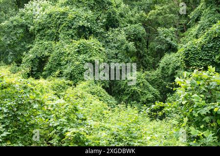 Des vignes de kudzu envahissantes couvrent une zone de forêt le long de la piste des Appalaches dans la forêt nationale de Chattahoochee, en Géorgie du Nord. (ÉTATS-UNIS) Banque D'Images