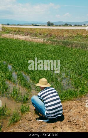 Homme, portant un chapeau de paille, dans un champ de riz gorgé d'eau avec des semis plantés dans le delta de l'Èbre, en Catalogne, Espagne Banque D'Images