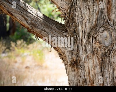 Récolte serrée de l'écorce de Honey Mesquite (Prosopis glandulosa) dans les montagnes du sud de l'Utah Banque D'Images