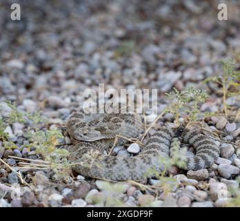 Le crotale du Grand bassin (Crotalus oreganus lutosus) se prélasse au soleil dans les montagnes du sud de l'Utah Banque D'Images