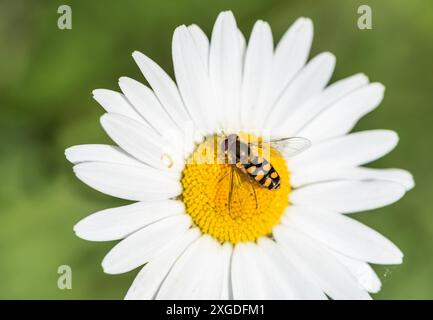 Hoverfly - Aphideater à queue noire - Eupeodes luniger) sur une fleur de Marguerite aux yeux de bœuf Banque D'Images