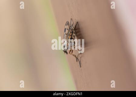 Perché Downlooker Snipe Fly (Rhagio scolopaceus) sur une clôture en bois à Rye Meads, Herts Banque D'Images