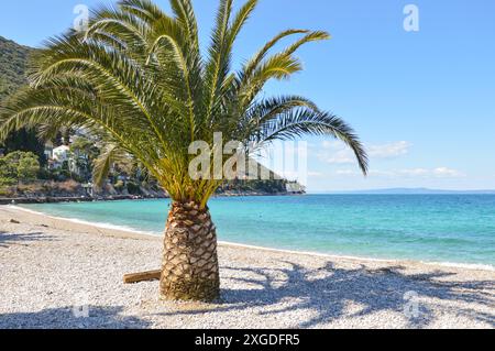 Palmier sur une plage de galets vide Banque D'Images