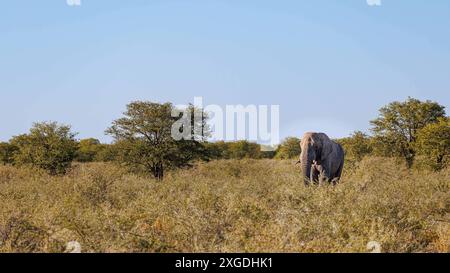 ein afrikanischer Elefantenbulle im Etosha Nationalpark ein afrikanischer Elefantenbulle im Etosha Nationalpark Etosha Nationalpark Namibie *** un éléphant d'Afrique dans le parc national d'Etosha un éléphant d'Afrique dans le parc national d'Etosha Parc national d'Etosha Namibie Copyright : xBSxPressefoto/B. Hoffmannx Banque D'Images