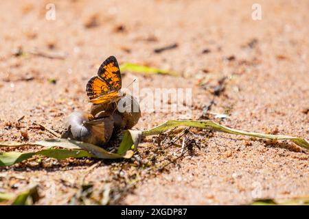 Papillon du croissant des perles (Phyciodes tharos) debout sur une coquille d'escargot, horizontale Banque D'Images