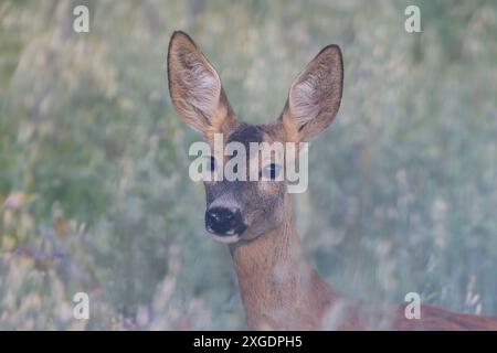 Portrait de chevreuil sauvage biche (Capreolus capreolus) Banque D'Images