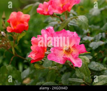 Gros plan de la fleur d'abricot rose corail de la floraison répétée David Austin English arbuste rose rosa Morning Mist. Banque D'Images