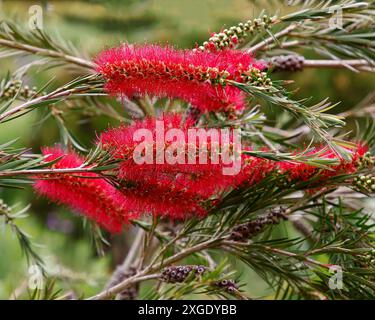 Gros plan de la fleur rouge de la plante de jardin indigène australienne callistemon subulatus. Banque D'Images