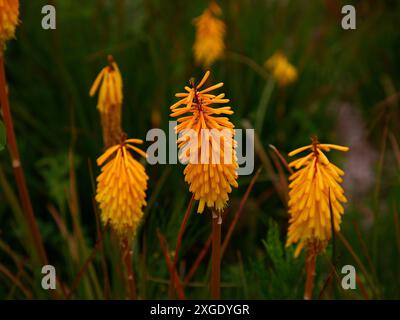 Gros plan de la fleur jaune orangé de la floraison tubulaire de la floraison estivale herbacée vivace des abeilles kniphofia Sunset. Banque D'Images