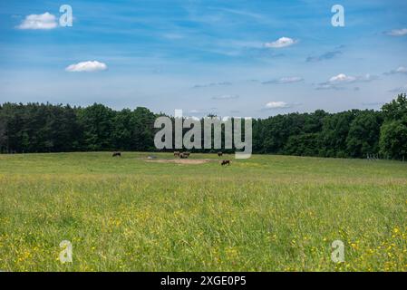 groupe de bisons en milieu naturel, dans un parc national, en lisière de forêt. Troupeau de bisons dans un pré. Banque D'Images