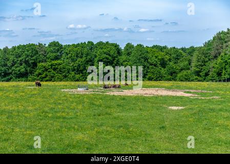 groupe de bisons en milieu naturel, dans un parc national, en lisière de forêt. Troupeau de bisons dans un pré. Banque D'Images