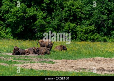 groupe de bisons en milieu naturel, dans un parc national, en lisière de forêt. Troupeau de bisons dans un pré. Banque D'Images