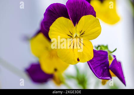 Vue macro de fleurs de pensées florissantes violettes et jaunes poussant dans le jardin. Banque D'Images