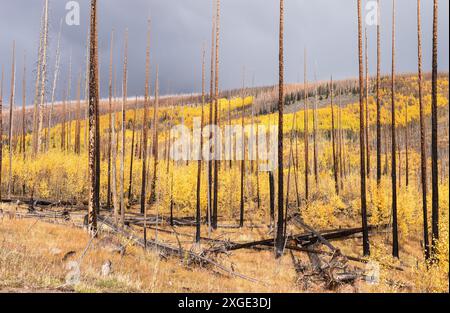 De jeunes trembles poussent dans la forêt de squelettes brûlés au début de la saison d'automne, près de South Fork Colorado. Banque D'Images