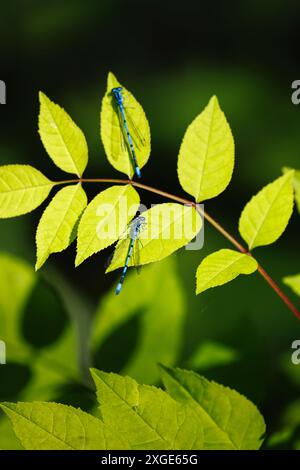 2 Damselflies bleues (Enallagma cyathigerum) au repos à Bold Mere Lake, Wisley et Ockham Commons, Surrey, sud-est de l'Angleterre en été Banque D'Images