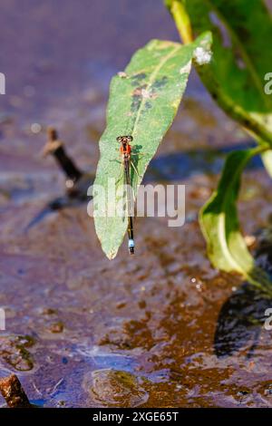Un damselfly à queue bleue (Ischnura elegans) au repos à Bold Mere Lake, Wisley et Ockham Commons, Surrey, sud-est de l'Angleterre en été Banque D'Images