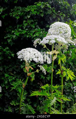 Géant Hogweed - heracleum mantegazzianum - culture en zone urbaine, Cardiff, pays de Galles du Sud. Prise en juillet 2024 Banque D'Images