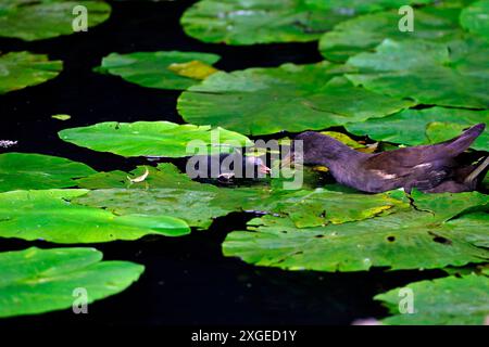 Poussin Moorhen et mère sur des coussinets de nénuphar sur un canal, pays de Galles du Sud. Prise en juillet 2024 Banque D'Images