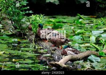 Canards colverts debout sur une bûche dans un canal, pays de Galles du Sud. Prise en juillet 2024 Banque D'Images