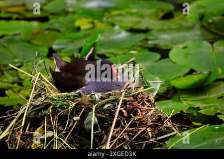 Moorhen adulte - gallinula chloropus - assis sur un nid sur un canal, pays de Galles du Sud. Prise en juillet 2024 Banque D'Images