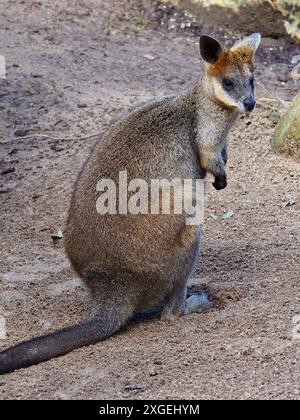 Attachant magnifique Swamp Wallaby dans la beauté naturelle. Banque D'Images