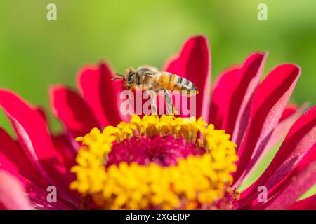 Abeille (Apis) planant au-dessus de Zinnia rose dans le jardin d'été Banque D'Images