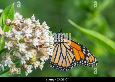 Papillon monarque (Danaus Plexippus) se nourrissant d'aspersion commune dans les prairies non cultivées en été. Banque D'Images