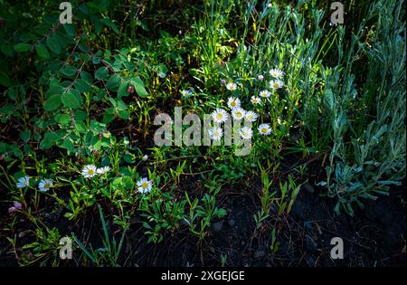 8 juillet 2024 : après une froide nuit d'été, les marguerites atteignent le soleil du matin dans le paysage alpin du Colorado. Forêt nationale de Gunnison, Crested Butte, Colorado. (Crédit image : © Larry Clouse/CSM/Cal Sport Media) Banque D'Images