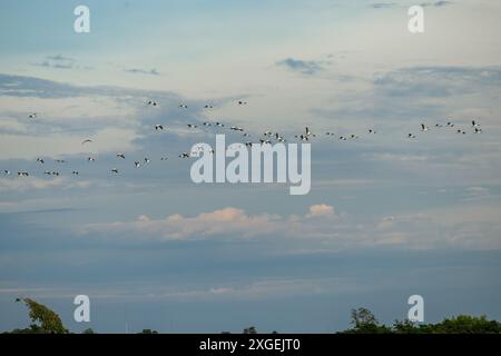 Troupeau de Tuyuyu (Mycteria Americana) volant à Santa Fe, Argentine. Banque D'Images