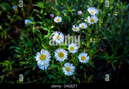 8 juillet 2024 : après une froide nuit d'été, les marguerites atteignent le soleil du matin dans le paysage alpin du Colorado. Forêt nationale de Gunnison, Crested Butte, Colorado. Banque D'Images