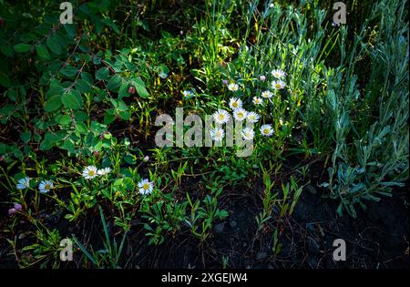 8 juillet 2024 : après une froide nuit d'été, les marguerites atteignent le soleil du matin dans le paysage alpin du Colorado. Forêt nationale de Gunnison, Crested Butte, Colorado. Banque D'Images