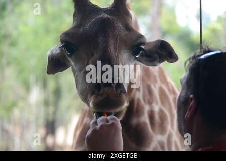 Girafe mangeant de la main d'un homme dans un zoo Banque D'Images