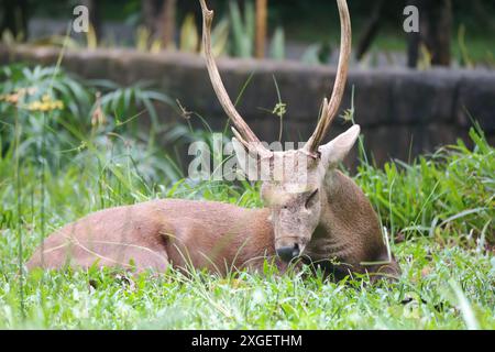 Un cerf aux longues cornes dort Banque D'Images