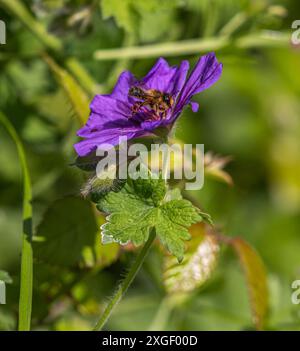 abeille de miel occidentale sur bec de crane violet Banque D'Images