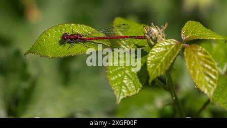 Grande demoiselle rouge, Cotswalds Banque D'Images