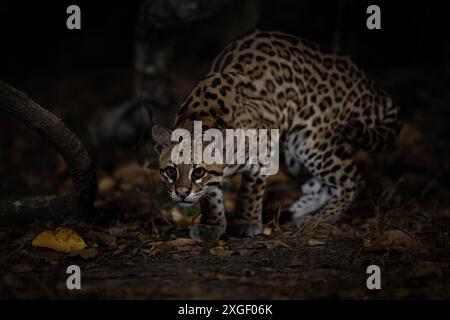 Chat ocelot du Brésil Banque D'Images