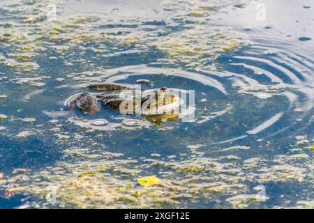 Une grande grenouille verte avec les joues gonflées se trouve dans le marais. Banque D'Images