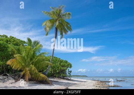 Cocotier (Cocos nucifera), plage solitaire, Tikehau, atoll, archipel des Tuamotu, Tuherahera, Rangiroa, Polynésie française Banque D'Images