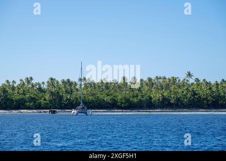 Bateau d'excursion, voilier, catamaran, cocotier (Cocos nucifera), Tetiaroa, atoll, île de Marlon Brando, Polynésie française, îles de la Société Banque D'Images