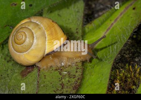 Photographie macro d'un escargot en ruban à bouche blanche (Capea hortensis) sur une feuille, coquille d'escargot clairement visible et trace de mucus, Bade-Wuerttemberg, Allemagne Banque D'Images