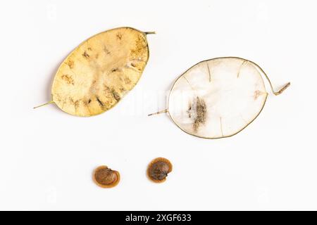 Tête de graine et graines de l'honnêteté annuelle (Lunaria annua) sur fond blanc Banque D'Images