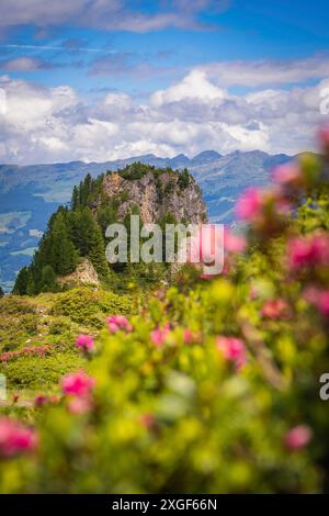 Fleurs roses florissantes au premier plan avec des montagnes rocheuses et une forêt verte sous un ciel nuageux, Penken, Zillertal. Autriche Banque D'Images