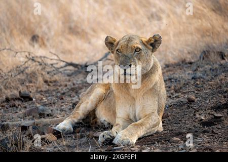 Lion (Panthera leo), femelle adulte, couchée, savane africaine, parc national Kruger, Afrique du Sud Banque D'Images