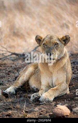 Lion (Panthera leo), femelle adulte, couchée, savane africaine, parc national Kruger, Afrique du Sud Banque D'Images